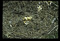 10650-00044-Geese, General-Canada Geese, Branta canadensis.jpg