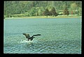 10650-00049-Geese, General-Canada Geese, Branta canadensis.jpg
