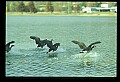 10650-00050-Geese, General-Canada Geese, Branta canadensis.jpg