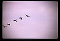 10650-00055-Geese, General-Canada Geese, Branta canadensis.jpg