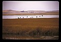 10650-00056-Geese, General-Canada Geese, Branta canadensis.jpg