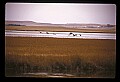 10650-00058-Geese, General-Canada Geese, Branta canadensis.jpg