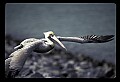 10665-00001-Pelicans, Cormorants and Anhingas-Brown Pelican.jpg