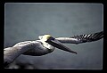 10665-00003-Pelicans, Cormorants and Anhingas-Brown Pelican.jpg