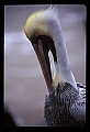 10665-00012-Pelicans, Cormorants and Anhingas-Brown Pelican.jpg