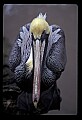 10665-00030-Pelicans, Cormorants and Anhingas-Brown Pelican.jpg
