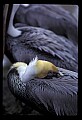 10665-00033-Pelicans, Cormorants and Anhingas-Brown Pelican.jpg