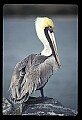 10665-00035-Pelicans, Cormorants and Anhingas-Brown Pelican.jpg