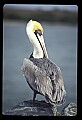 10665-00036-Pelicans, Cormorants and Anhingas-Brown Pelican.jpg