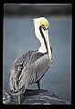 10665-00037-Pelicans, Cormorants and Anhingas-Brown Pelican.jpg