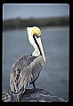 10665-00038-Pelicans, Cormorants and Anhingas-Brown Pelican.jpg