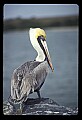 10665-00039-Pelicans, Cormorants and Anhingas-Brown Pelican.jpg