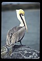 10665-00041-Pelicans, Cormorants and Anhingas-Brown Pelican.jpg