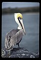 10665-00042-Pelicans, Cormorants and Anhingas-Brown Pelican.jpg