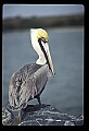 10665-00043-Pelicans, Cormorants and Anhingas-Brown Pelican.jpg