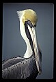 10665-00045-Pelicans, Cormorants and Anhingas-Brown Pelican.jpg