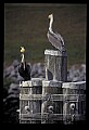 10665-00049-Pelicans, Cormorants and Anhingas-Brown Pelican.jpg