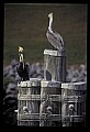 10665-00050-Pelicans, Cormorants and Anhingas-Brown Pelican.jpg