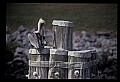 10665-00052-Pelicans, Cormorants and Anhingas-Brown Pelican.jpg