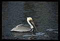 10665-00054-Pelicans, Cormorants and Anhingas-Brown Pelican.jpg