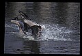 10665-00061-Pelicans, Cormorants and Anhingas-Brown Pelican.jpg