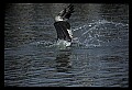 10665-00062-Pelicans, Cormorants and Anhingas-Brown Pelican.jpg