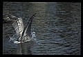 10665-00063-Pelicans, Cormorants and Anhingas-Brown Pelican.jpg
