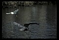 10665-00064-Pelicans, Cormorants and Anhingas-Brown Pelican.jpg