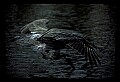 10665-00065-Pelicans, Cormorants and Anhingas-Brown Pelican.jpg