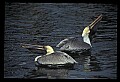 10665-00068-Pelicans, Cormorants and Anhingas-Brown Pelican.jpg