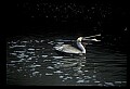 10665-00070-Pelicans, Cormorants and Anhingas-Brown Pelican.jpg