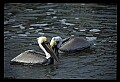 10665-00071-Pelicans, Cormorants and Anhingas-Brown Pelican.jpg