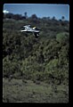 10665-00072-Pelicans, Cormorants and Anhingas-Brown Pelican.jpg