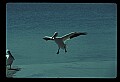 10665-00074-Pelicans, Cormorants and Anhingas-Brown Pelican.jpg