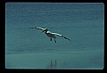 10665-00075-Pelicans, Cormorants and Anhingas-Brown Pelican.jpg