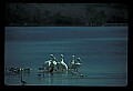 10665-00077-Pelicans, Cormorants and Anhingas-Brown Pelican.jpg