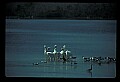 10665-00081-Pelicans, Cormorants and Anhingas-Brown Pelican.jpg