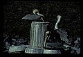 10665-00091-Pelicans, Cormorants and Anhingas-Brown Pelican.jpg