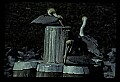 10665-00093-Pelicans, Cormorants and Anhingas-Brown Pelican.jpg