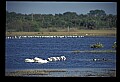 10665-00098-Pelicans, Cormorants and Anhingas-White Pelican.jpg