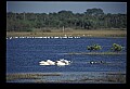 10665-00101-Pelicans, Cormorants and Anhingas-White Pelican.jpg