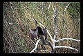 10665-00106-Pelicans, Cormorants and Anhingas-Anhinga.jpg
