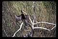 10665-00108-Pelicans, Cormorants and Anhingas-Anhinga.jpg