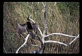 10665-00109-Pelicans, Cormorants and Anhingas-Anhinga.jpg