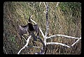 10665-00110-Pelicans, Cormorants and Anhingas-Anhinga.jpg