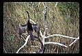 10665-00112-Pelicans, Cormorants and Anhingas-Anhinga.jpg