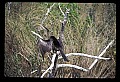 10665-00113-Pelicans, Cormorants and Anhingas-Anhinga.jpg