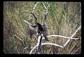 10665-00114-Pelicans, Cormorants and Anhingas-Anhinga.jpg