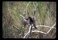 10665-00115-Pelicans, Cormorants and Anhingas-Anhinga.jpg