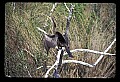 10665-00116-Pelicans, Cormorants and Anhingas-Anhinga.jpg